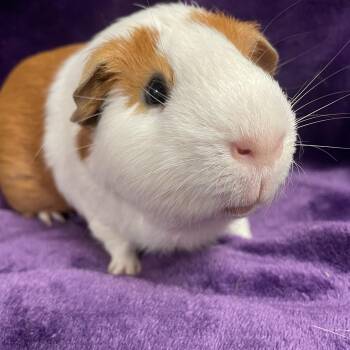 Rescue Guinea Pig Guinea Pigs for Adoption in Edinburg, Pennsylvania - Drax: Sponsored!! | PetCurious